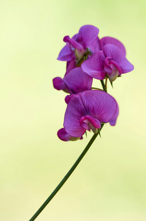 purple sweet pea flowers on a green background, close up