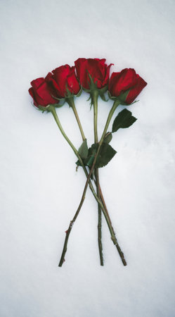 Red roses on white snow background, valentine day concept.の写真素材