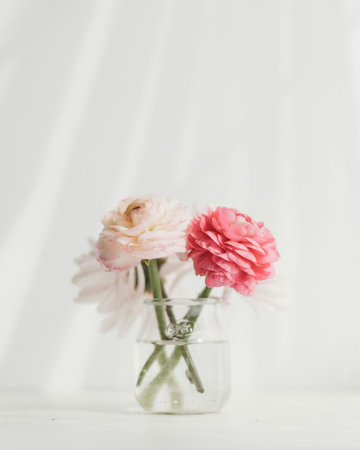Pink and white ranunculus in glass vase on white backgroundの写真素材