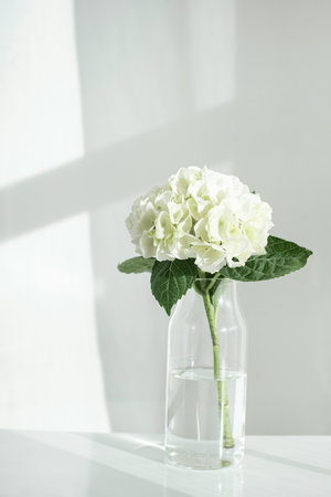 White hydrangea in a glass vase on a white backgroundの写真素材