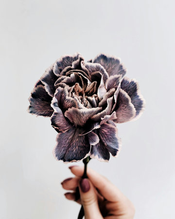 Carnation flower in hand on a white background.の写真素材
