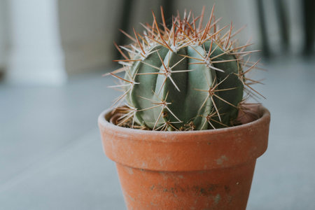 Cactus in a pot on the windowsill. Close up.の写真素材