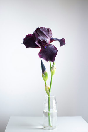 Dark purple iris in a vase on a white background.の写真素材