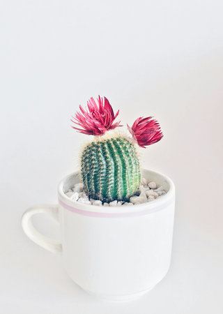 Cactus in white pot on white background. Minimal style.