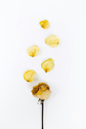 Dried rose on white background. Flat lay, top view.の写真素材