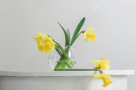Yellow daffodils in a glass vase on a white backgroundの写真素材