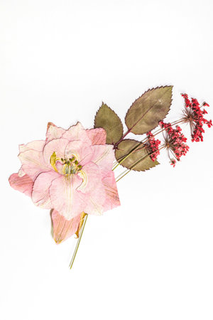 Bouquet of pink hellebore flowers on a white backgroundの写真素材