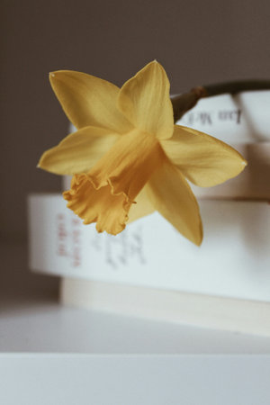 Yellow daffodil on a shelf in a room with booksの写真素材