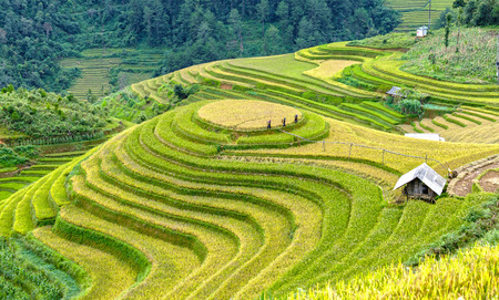 Yen Bai, Vietnam - September 24th, 2015: Group farmers go out of terraced fields levee inspection tour to prepare harvested fields in Mu Cang Chai, Yen Bai, Vietnamのeditorial素材