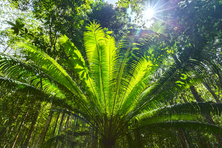 Soon welcome sunshine forest tree cycads with the sun shining through blue and the leaves of the tree vitality steadiness Makes more cycadsの写真素材