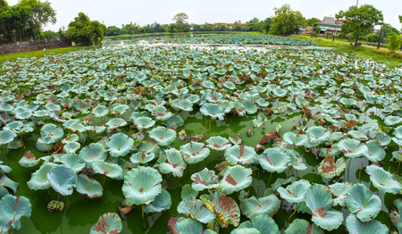 Hue, Vietnam - June 21st, 2015: Lotus lagoon with many big lotus rising from freshwater lakes, while next blooming season radiate fragrance throughout region in Hue city, Vietnamのeditorial素材