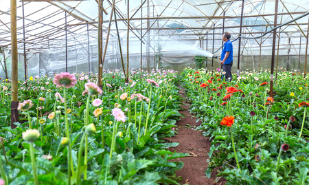 Lam Dong, Vietnam - May 17, 2015: Beauty of a flower garden with watering flowers farmer was in the garden of his greenhouses on a summer afternoon in Lam Dong, Vietnamの写真素材