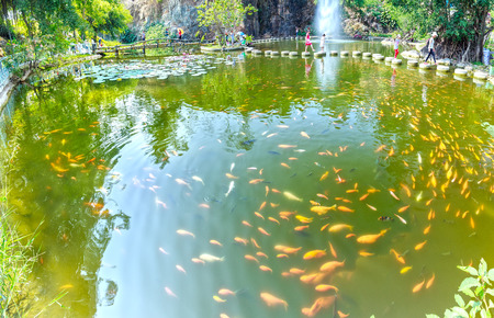Dong Nai, Vietnam - February 23rd, 2015: Lake with carp in national Parks Thousands of pink fish swimming together in the pool chasing big, considering far as sightseeing tourists peaceful atmosphere to welcome spring in Dong Nai, Vietnamの写真素材