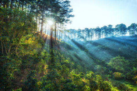 Ray of sunshine early in Da Lat pine forest on a morning I happened to pass khi through the pine forests on the hills, the ray beam through great. This is a fascinating Phenomenon in nature in the highlands of Dalat I've Ever seenの写真素材