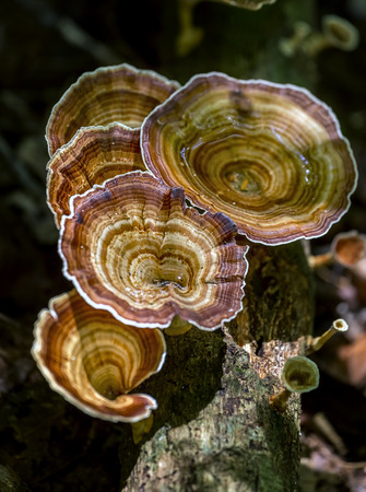 Pattern of mushrooms in the forest with the circular ridge around fungi strange beauty for the flora to   nature. It's nice to watch addedの写真素材
