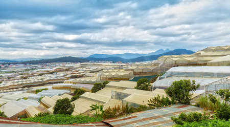 Flower farms in the garden in the city of sealed Dalat, Vietnam with the sealed house to avoid pest attacks on external Environmental cropper to create beauty in the highlands Lam Dong, Vietnamの写真素材
