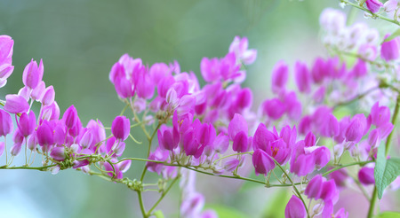 Pink Coral vine flower shimmering in the windの写真素材