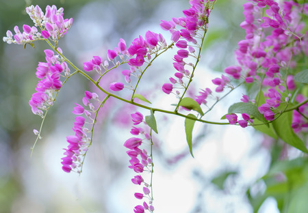 Pink Coral vine flower shimmering in the windの写真素材
