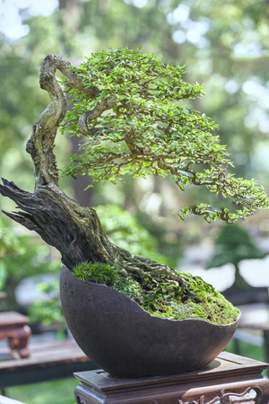 Green bonsai tree in a pot plant in the shape of the stem is shaped Artisans create beautiful art in natureの写真素材