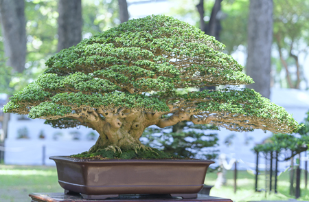 Green bonsai tree in a pot plant in the shape of the stem is shaped Artisans create beautiful art in natureの写真素材