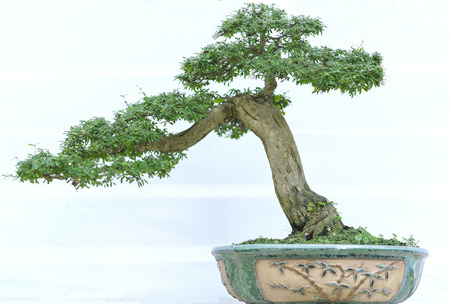 Green bonsai tree in a pot plant in the shape of the stem is shaped Artisans create beautiful art in natureの写真素材