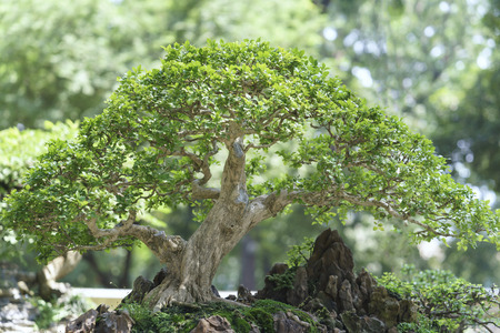 Bonsai and Penjing with miniature in a trayの写真素材