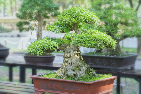 Green bonsai tree in a pot plant in the shape of the stem is shaped Artisans create beautiful art in natureの写真素材
