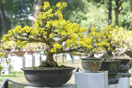 Apricot bonsai tree with yellow blooming in spring Flowering branches curving create unique beauty of spring in Vietnamの写真素材