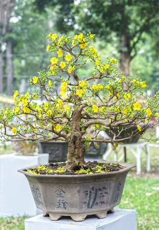 Apricot bonsai tree with yellow blooming in spring Flowering branches curving create unique beauty of spring in Vietnamの写真素材
