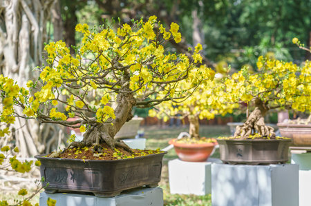 Apricot bonsai tree with yellow blooming in spring Flowering branches curving create unique beauty of spring in Vietnamの写真素材