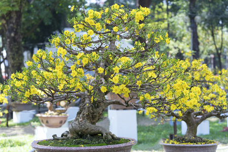 Apricot bonsai tree with yellow blooming in spring Flowering branches curving create unique beauty of spring in Vietnamの写真素材