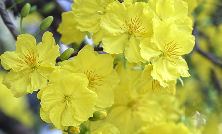 Apricot flowers blooming in Vietnam Lunar New Year with fragrant yellow petals blooming spring has come signaling, this is the symbolic flower for good luck in the New Year's Dayの写真素材