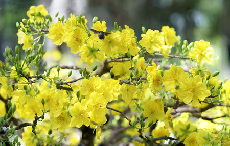 Apricot flowers blooming in Vietnam Lunar New Year with fragrant yellow petals blooming spring has come signaling, this is the symbolic flower for good luck in the New Year's Dayの写真素材
