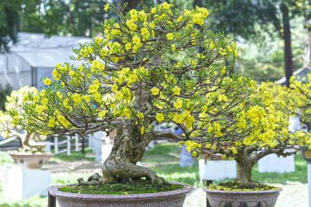 Apricot bonsai tree with yellow blooming in spring Flowering branches curving create unique beauty of spring in Vietnamの写真素材