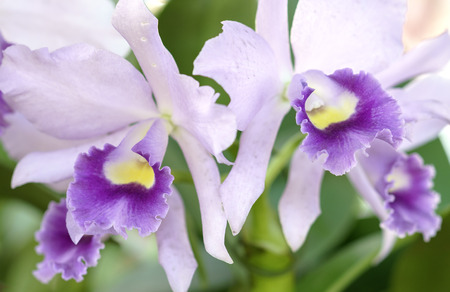 Flowers bloom in spring Cattleya Labiata adorn the beauty of natureの写真素材