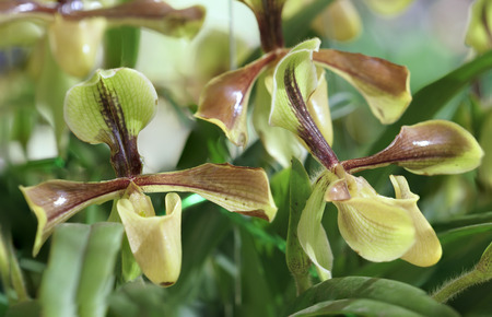 Paphiopedilum orchids bloom in spring flowers adorn the beauty of natureの写真素材