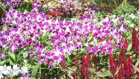 Orchids bloom in spring flowers adorn the beauty of natureの写真素材