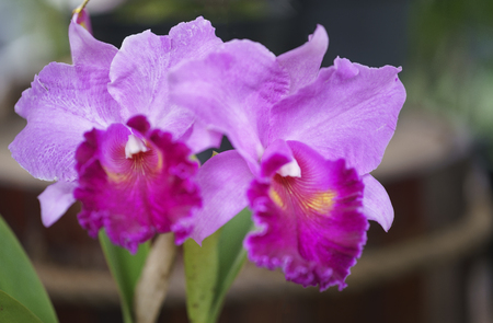 Flowers bloom in spring Cattleya Labiata adorn the beauty of natureの写真素材
