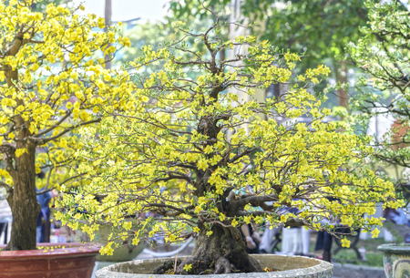 Apricot bonsai tree with yellow blooming in spring Flowering branches curving create unique beauty of spring in Vietnamの写真素材