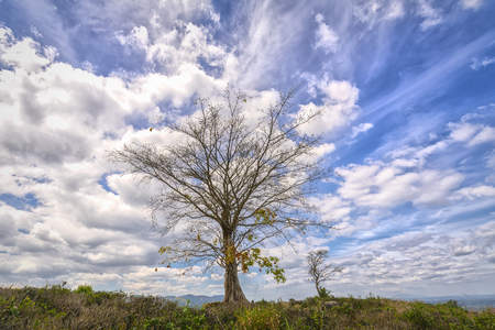 Large lonely ancient tree with beautiful cloudy sky on the top of the mountainの写真素材