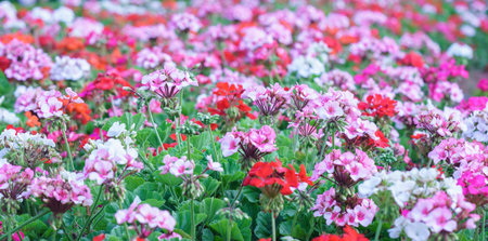Geranium Flower blooming colorful pink, white, purple, in the spring garden weather greeted the...