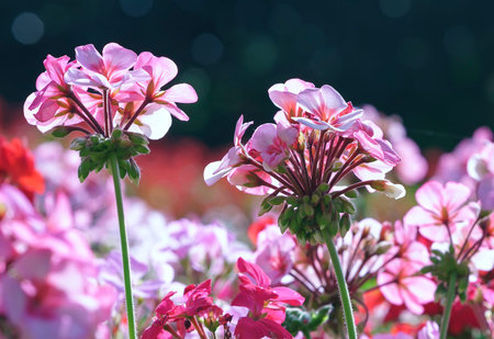 Geranium Flower blooming colorful pink, white, purple, in the spring garden weather greeted the...