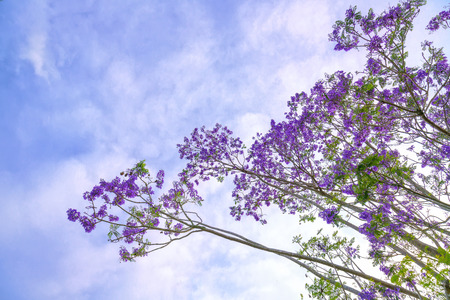 Jacaranda flowers bloom in the sunny sky when spring comesの写真素材