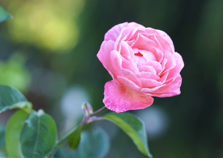 Roses bloom in the garden of mistress in the morningの写真素材