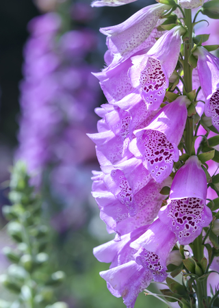Beautiful spring flowers in the springの写真素材