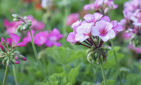 Geranium Flower blooming colorful pink, white, purple, in the spring garden weather greeted the beautiful new dayの写真素材