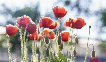 Wild Coquelicot flowers bloom in the sunny sky shimmering as the glorious beauty of the fleeting wingsの写真素材