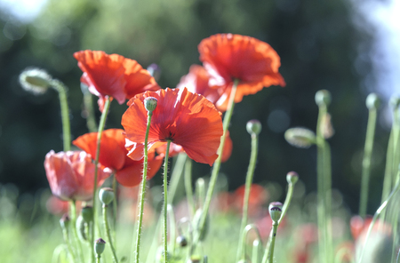Wild Coquelicot flowers bloom in the sunny sky shimmering as the glorious beauty of the fleeting wingsの写真素材