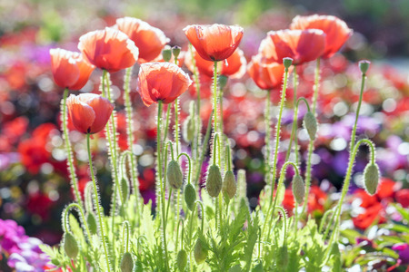 Wild Coquelicot flowers bloom in the sunny sky shimmering as the glorious beauty of the fleeting wingsの写真素材