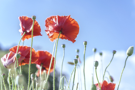 Wild Coquelicot flowers bloom in the sunny sky shimmering as the glorious beauty of the fleeting wingsの写真素材